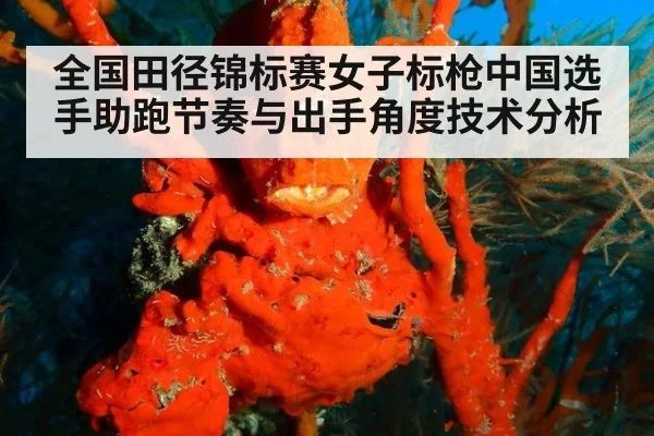 全国田径锦标赛女子标枪中国选手助跑节奏与出手角度技术分析